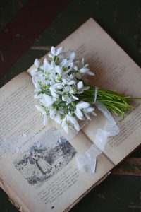 Snowdrops ดอกไม้วาเลนไทน์ของชาวเดนมาร์ก