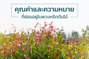 คุณค่าและความหมายพวงหรีดต้นไม้
